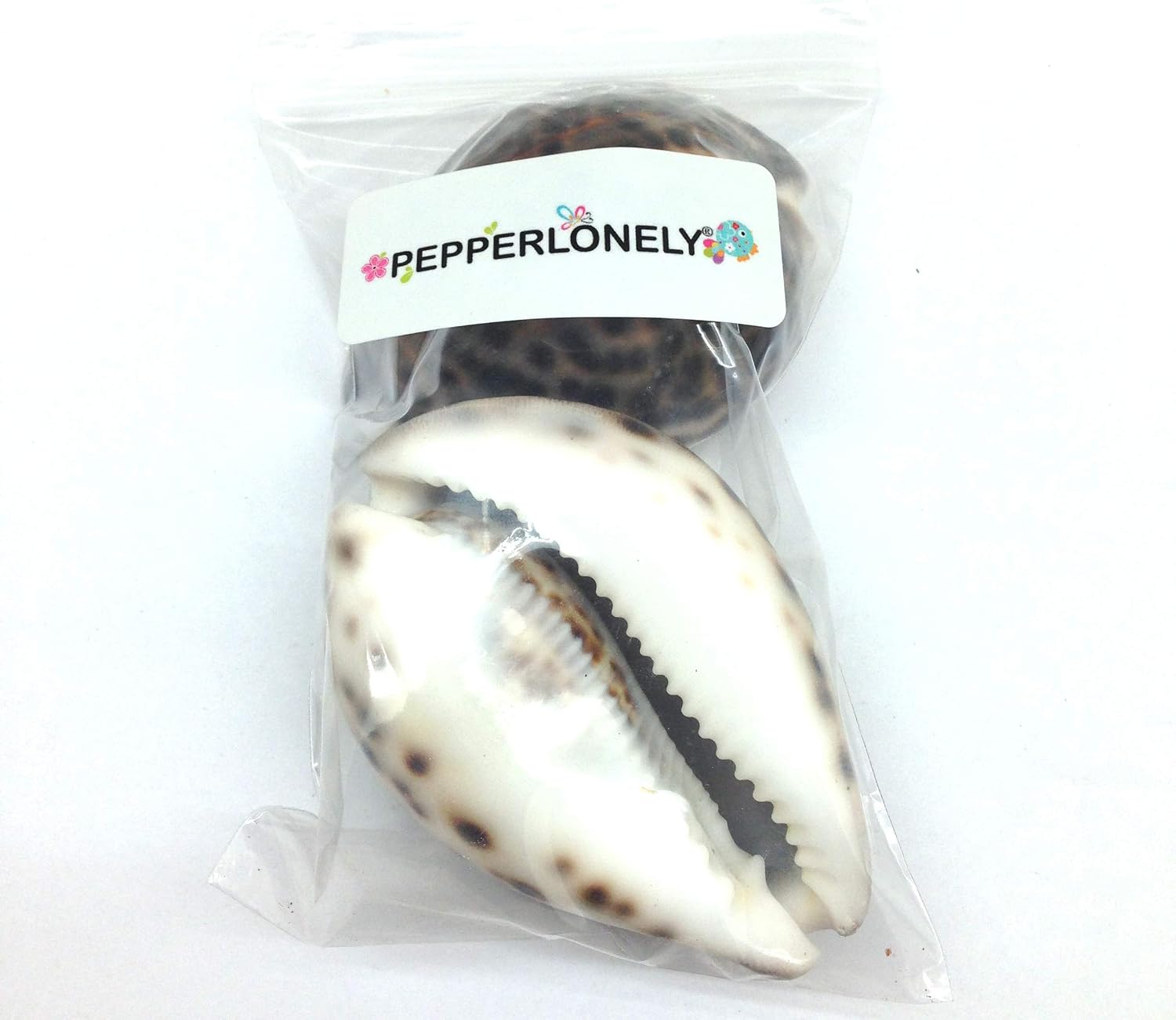 PEPPERLONELY 2PC Polished Tiger Cowrie Sea Shells, 3 Inch ~ 4 Inch