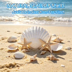 20PCS Natural White Scallop Shells 3-4 Inch for Crafts, DIY Painting, Beach Sea Home Decor, Large Seashells Bulk for Ocean Themed Party Decoupage Decoration