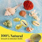 31PCS Money Cowrie Sea Shells, 3/4 Inch-1-1/2 Inch | Lakshmi Peeli Yellow Kawri Kodi Shells/Monetaria Monta Shell for Pooja/Necklace/Art Craft & Bracelet Making