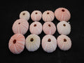 Set of 12 Pink Sea Urchin Seashells Shells for Beach Wedding Craft Nautical Decor Airplants