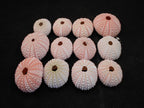 Set of 12 Pink Sea Urchin Seashells Shells for Beach Wedding Craft Nautical Decor Airplants
