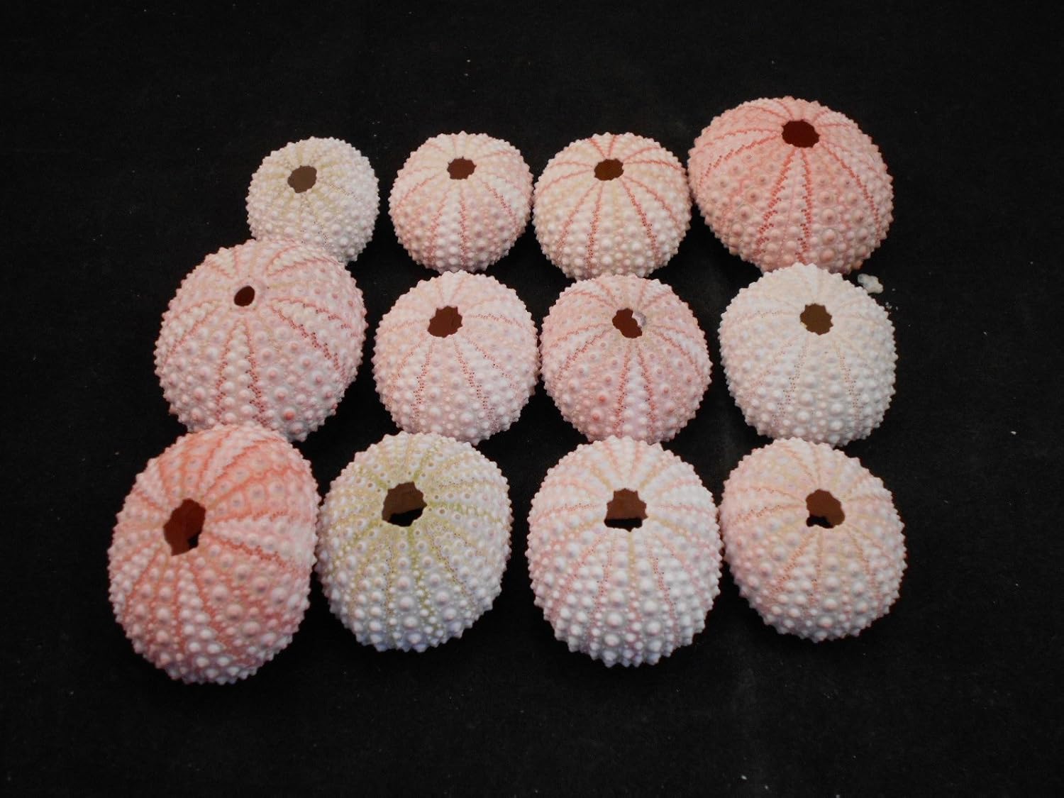 Set of 12 Pink Sea Urchin Seashells Shells for Beach Wedding Craft Nautical Decor Airplants