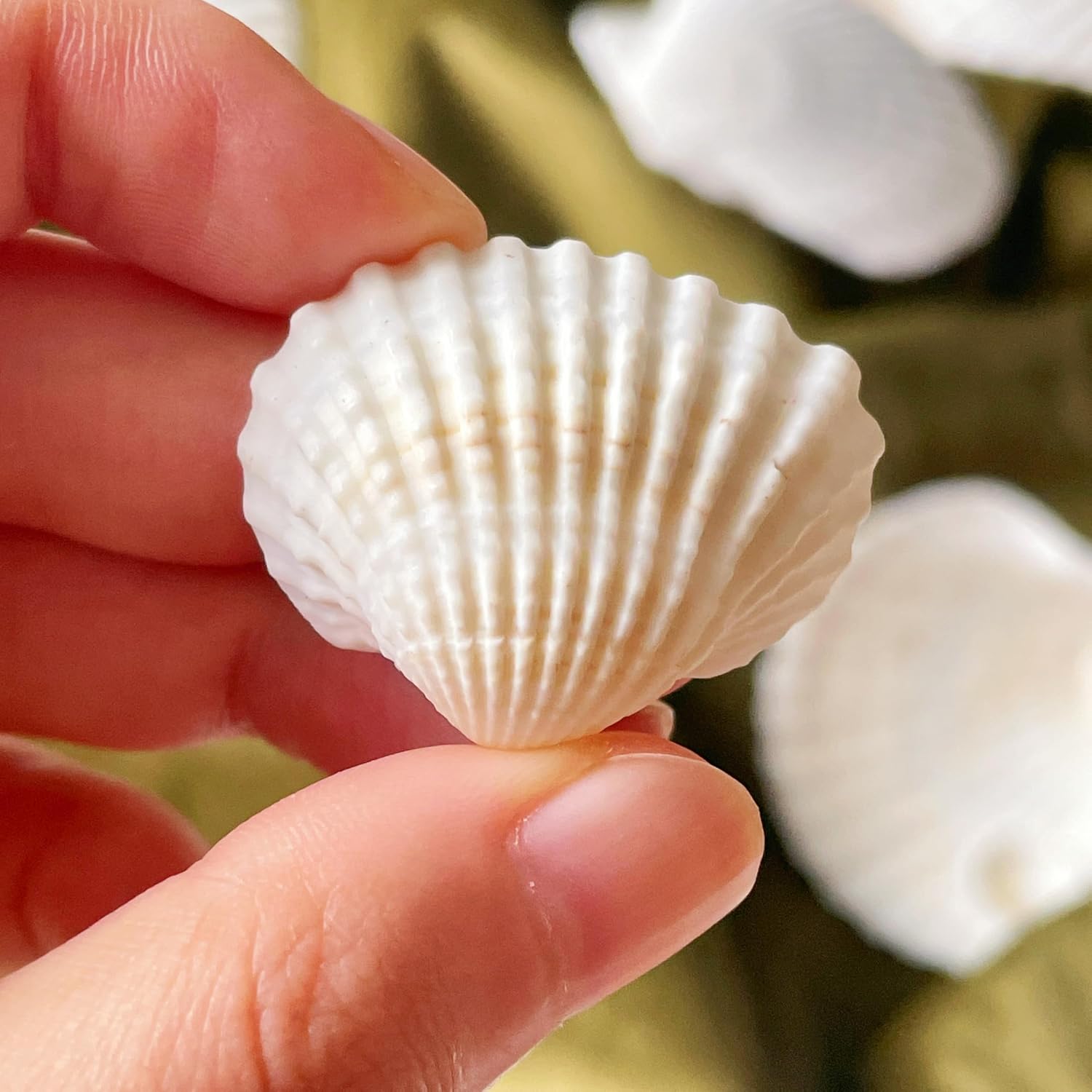 140Pcs Tiny Sea Shells - 0.8-1.2 inches Natural Small White Clam Shells for Crafts Bulk for Home Decor, Beach Theme Party, Fish Tank Vase Filler, Bracelet Making