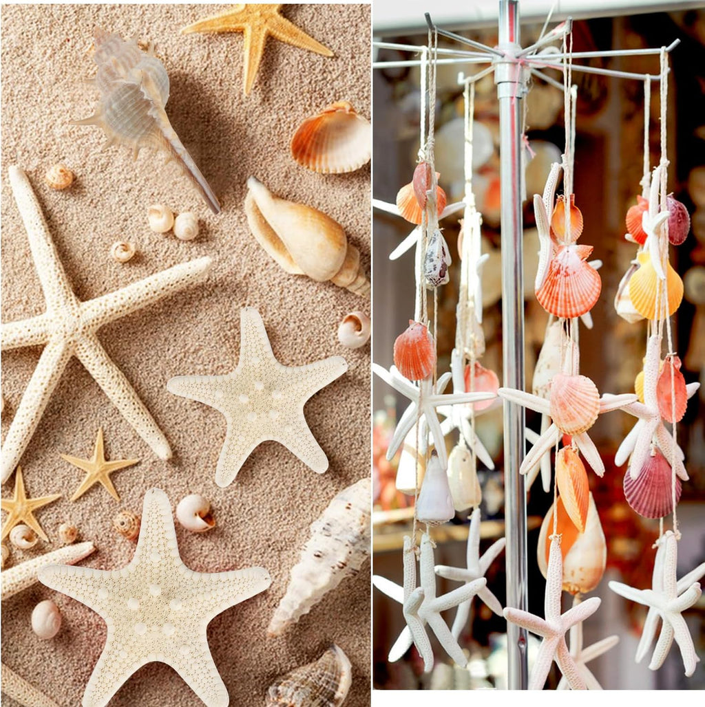 Jangostor Sea Shells Mixed Ocean Seashells, 1.2"-3.5" Various Sizes Beach Seashells and Natural Starfish for Vase Fillers Fish Tank Beach Themed Party Home Wedding Decorations DIY Crafts