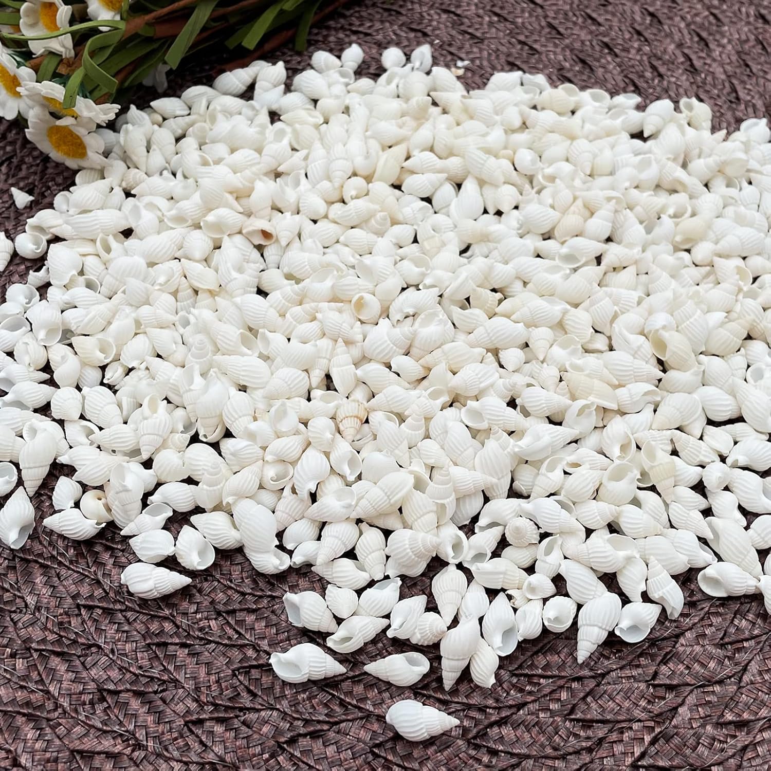 White Clam Cay Cay Sea Shells for Home Decorations, Party Wedding, DIY Crafts (About 350pcs Spiral Shape)