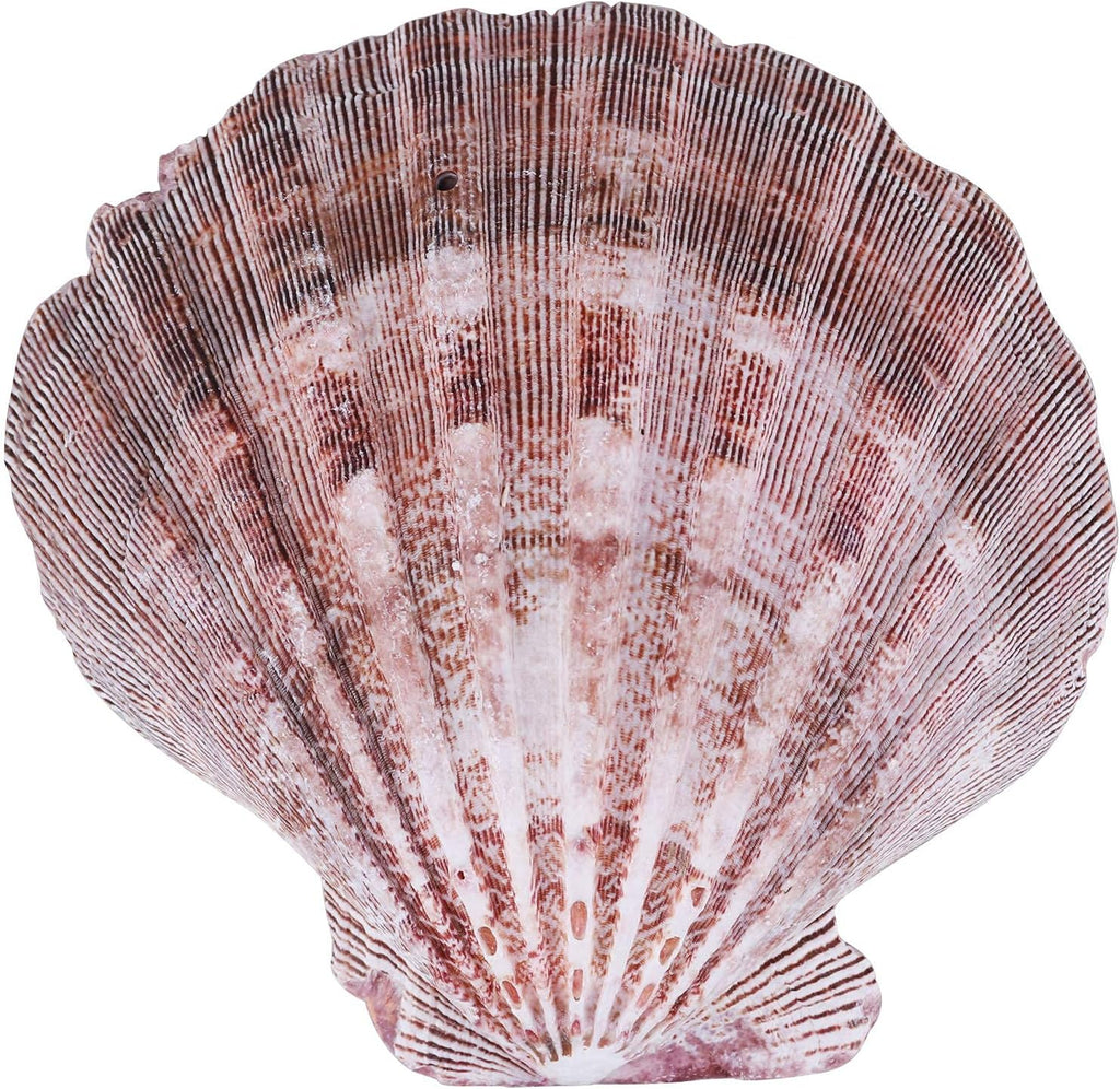 PPCLION 4 PCS 5" Large Great Scallop Shells Brown Lion's Paw Baking Seashells