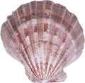 PPCLION 4 PCS 5" Large Great Scallop Shells Brown Lion's Paw Baking Seashells