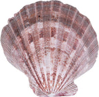 PPCLION 4 PCS 5" Large Great Scallop Shells Brown Lion's Paw Baking Seashells