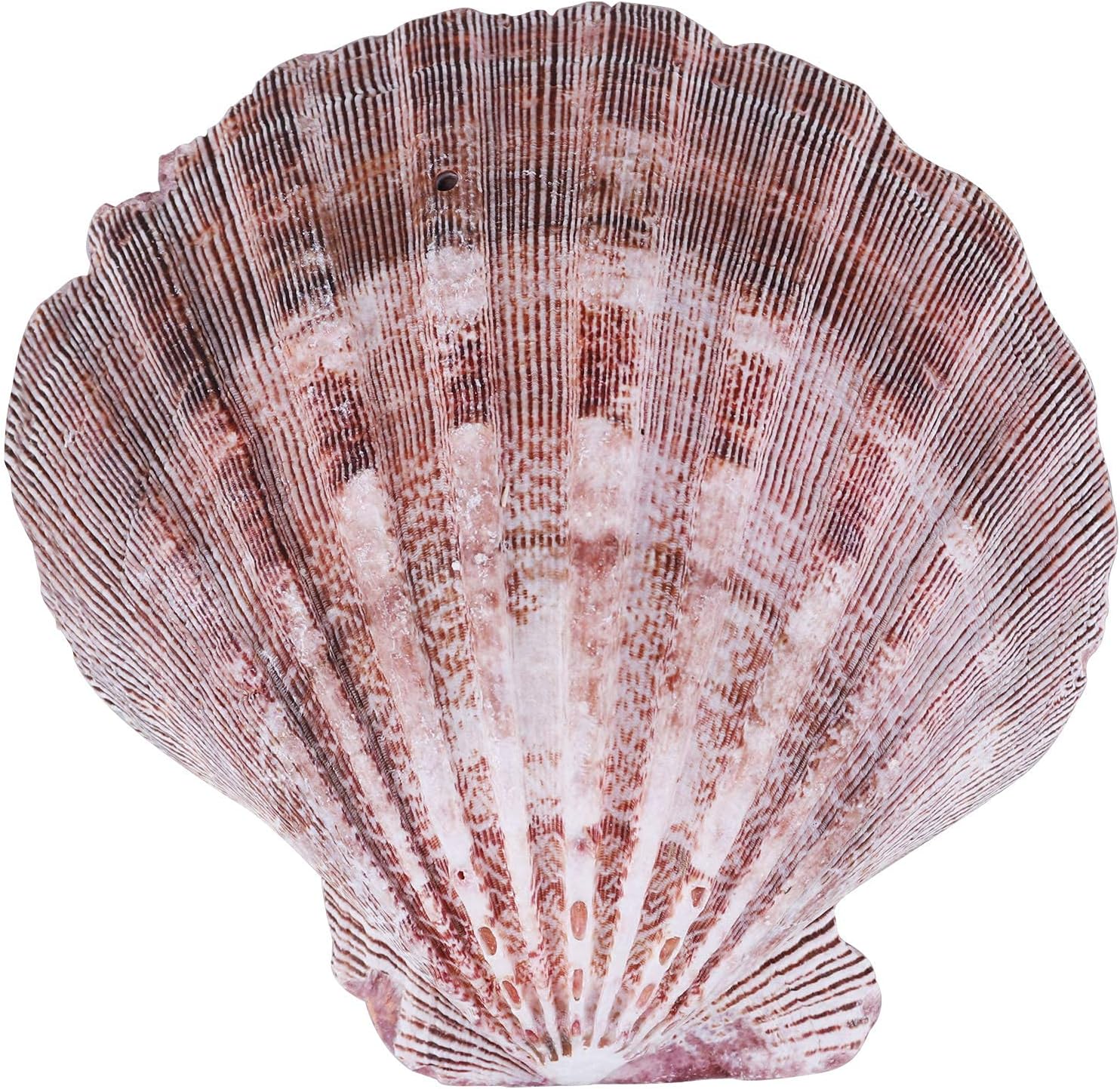 PPCLION 4 PCS 5" Large Great Scallop Shells Brown Lion's Paw Baking Seashells