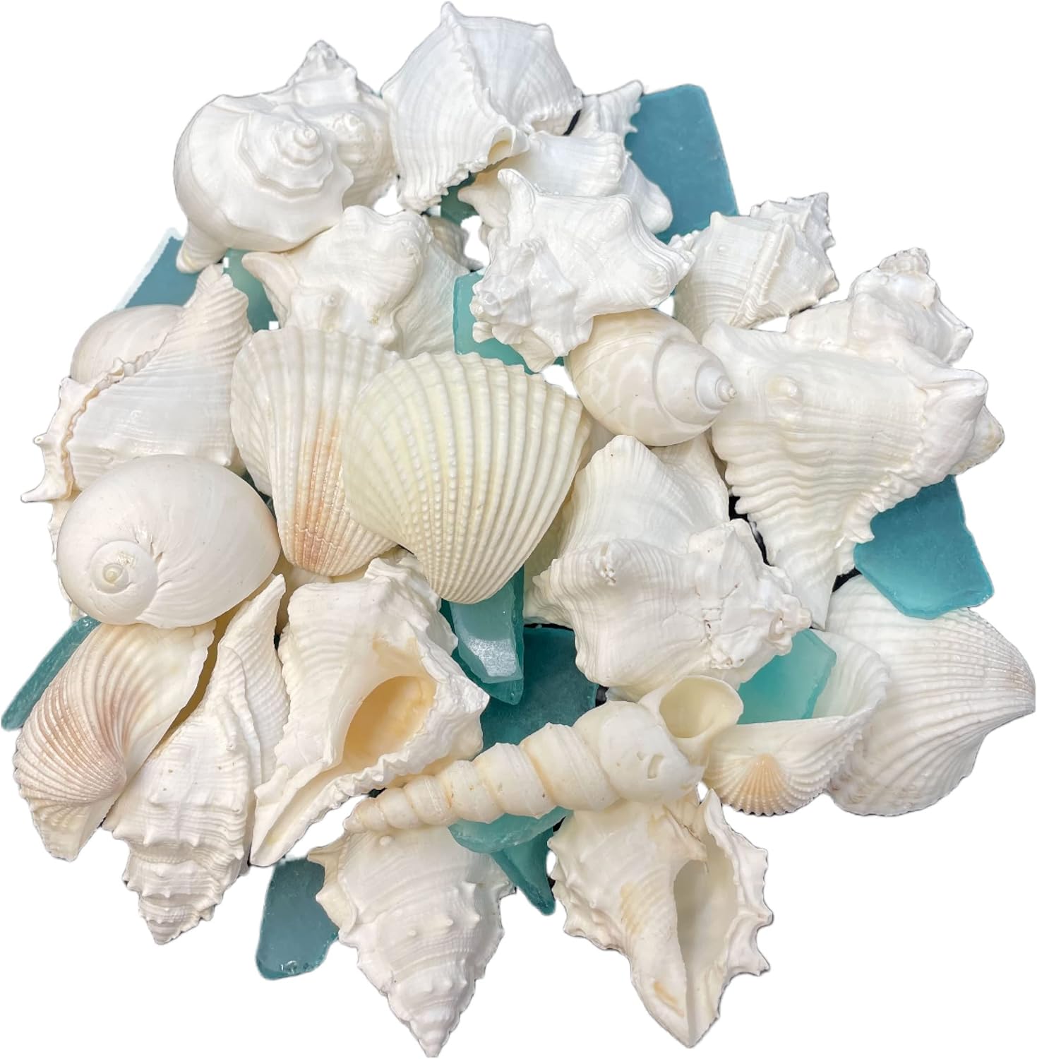Tumbler Home White Sea Shell Mix with Aqua Sea Glass | Set Contains 1.5 lbs of Seashells and Seaglass | Beach Decor, Crafts, Wedding, Vase Filler