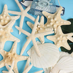 16 Pieces Starfish and Scallop Shells for Crafts 2.6"-3.8" Large Seashells Natural Sea Shells for Crafts Christmas Decor Beach Party Wedding Fishtank