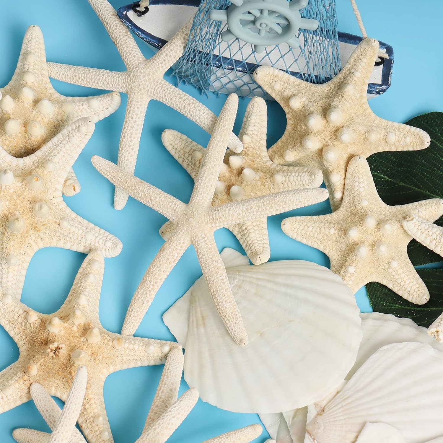 16 Pieces Starfish and Scallop Shells for Crafts 2.6"-3.8" Large Seashells Natural Sea Shells for Crafts Christmas Decor Beach Party Wedding Fishtank