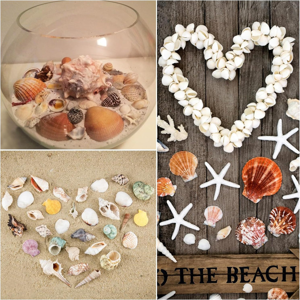 Jangostor Sea Shells Mixed Ocean Seashells, 1.2"-3.5" Various Sizes Beach Seashells and Natural Starfish for Vase Fillers Fish Tank Beach Themed Party Home Wedding Decorations DIY Crafts