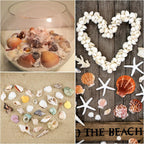 Jangostor Sea Shells Mixed Ocean Seashells, 1.2"-3.5" Various Sizes Beach Seashells and Natural Starfish for Vase Fillers Fish Tank Beach Themed Party Home Wedding Decorations DIY Crafts