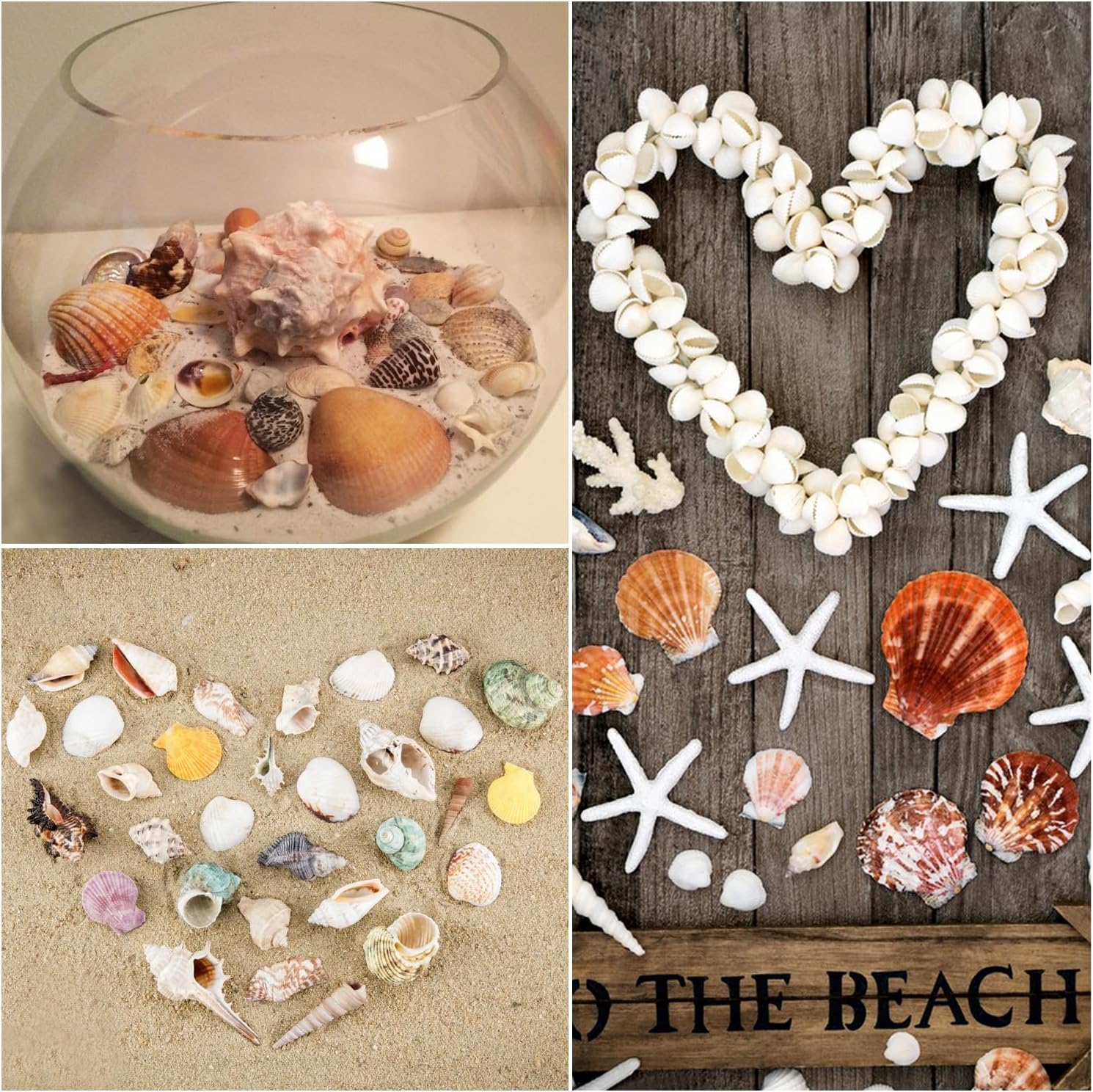 Jangostor Sea Shells Mixed Ocean Seashells, 1.2"-3.5" Various Sizes Beach Seashells and Natural Starfish for Vase Fillers Fish Tank Beach Themed Party Home Wedding Decorations DIY Crafts