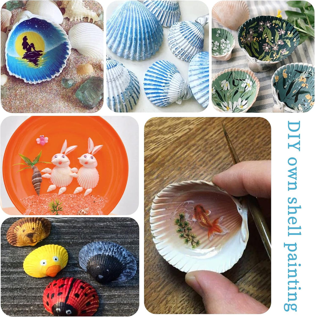 QEQEKAKA 30PCS Sea Shells for Crafts1.5''-2'' White Small Seashells Clam Scallop Shells for Crafting DIY Painting Beaching Wedding Decoration Beach Natural Bulk