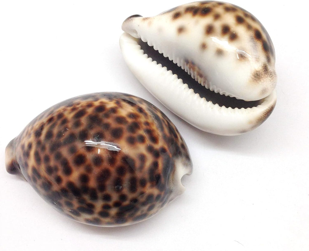 PEPPERLONELY 2PC Polished Tiger Cowrie Sea Shells, 3 Inch ~ 4 Inch