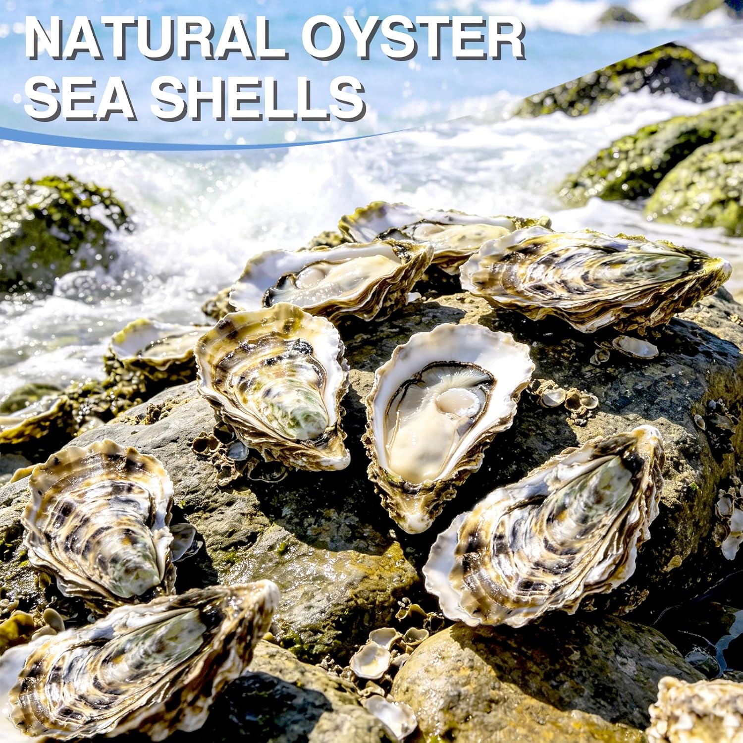 ZYNERY 30PCS Natural Oyster Shells for Crafts, 5"-6" Large Gray Seashells Bulk for DIY Ornaments, Decoupage, Shell Painting, Vase Filler, Beach Decor & Ocean Theme Parties