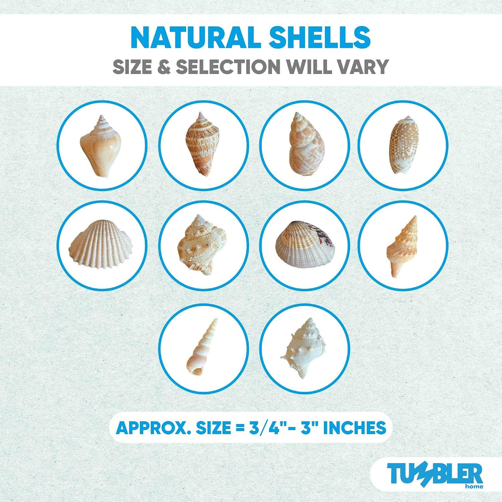 Tumbler Home Medium Sized Shells in a Delightful Mix of Whites, Tans and Pinks | 1 Pound | Perfect for Crafts, Beach Home Decor, Weddings, Vase Filler and Classrooms