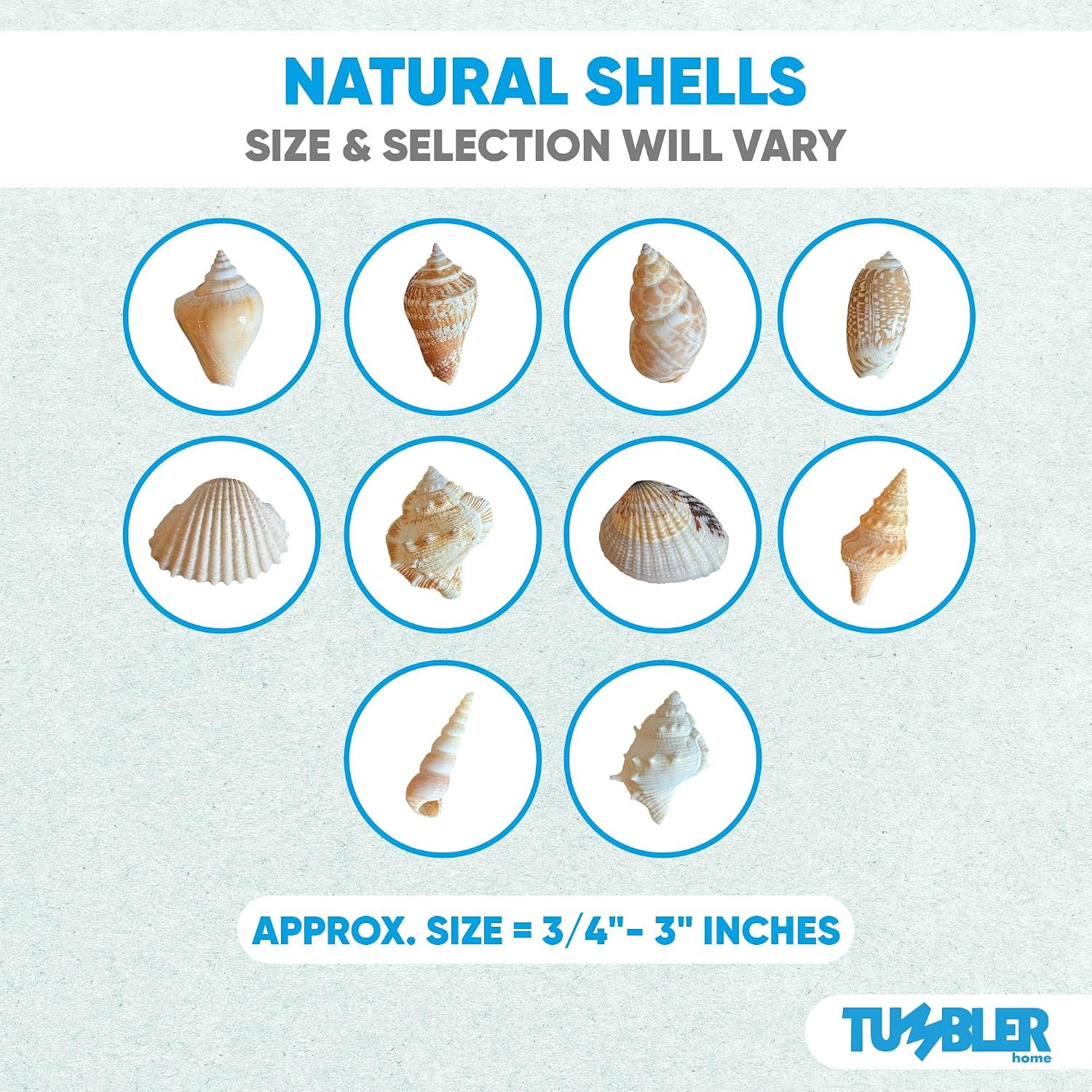 Tumbler Home Medium Sized Shells in a Delightful Mix of Whites, Tans and Pinks | 1 Pound | Perfect for Crafts, Beach Home Decor, Weddings, Vase Filler and Classrooms