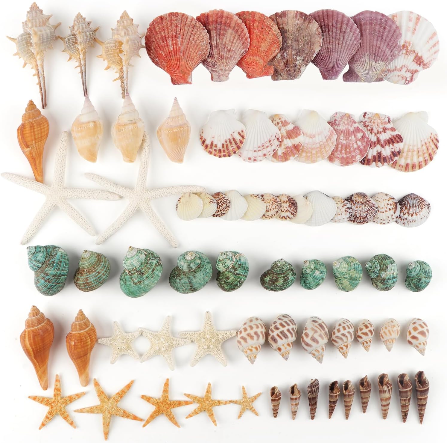 Jangostor Sea Shells Mixed Ocean Seashells, 1.2"-3.5" Various Sizes Beach Seashells and Natural Starfish for Vase Fillers Fish Tank Beach Themed Party Home Wedding Decorations DIY Crafts