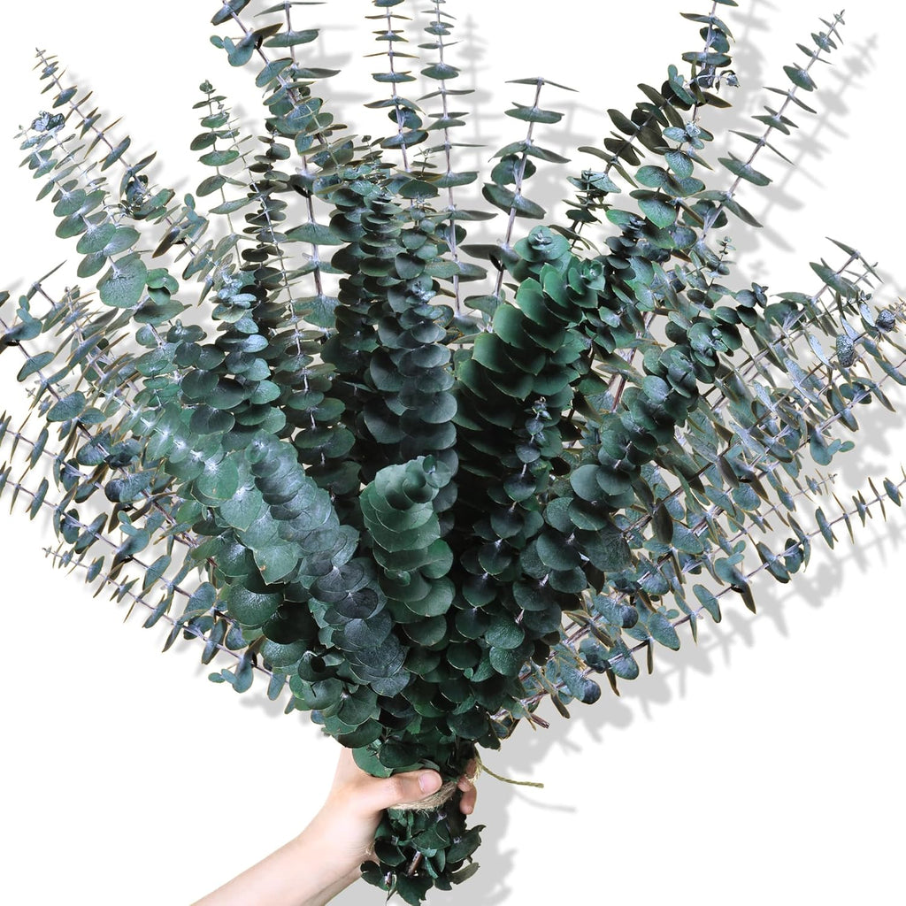 30Pcs Dried Eucalyptus Stems, 17" Real Preserved Eucalyptus Plant for Shower, Fresh Natural Branches for Vase, Eucalyptus Bundle for Home Decor, Wedding, Baby Shower, Bathroom