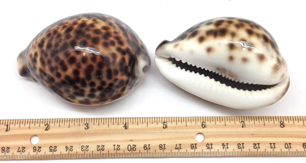 PEPPERLONELY 2PC Polished Tiger Cowrie Sea Shells, 3 Inch ~ 4 Inch
