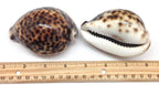 PEPPERLONELY 2PC Polished Tiger Cowrie Sea Shells, 3 Inch ~ 4 Inch