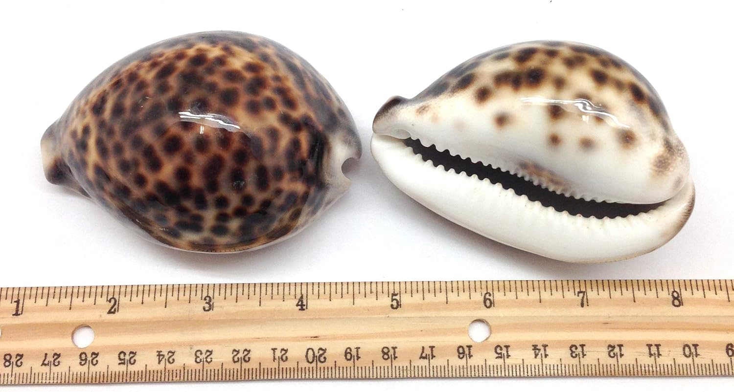PEPPERLONELY 2PC Polished Tiger Cowrie Sea Shells, 3 Inch ~ 4 Inch