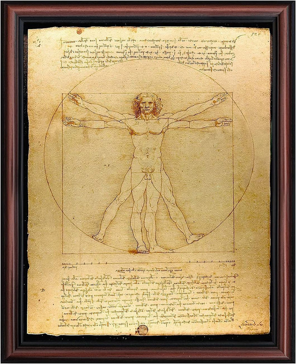 The Vitruvian Man Leonardo Da Vinci, World Famous Wall Art Collection, Fine Art Drawing, Framed Medical Posters for Your Medical Office Decor, Proportions of The Human Figure Drawing, 2453W