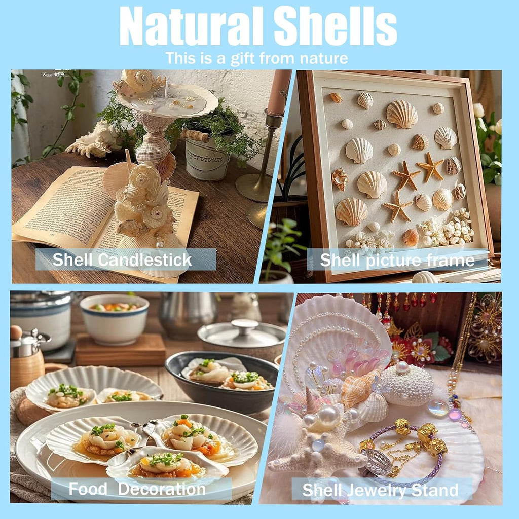 Large Natural Sea Shells 4''-5'' White Scallop Shells 8PCS for DIY Craft Making, Baking, Hand Painting, Ocean Themed Party and Home Decor