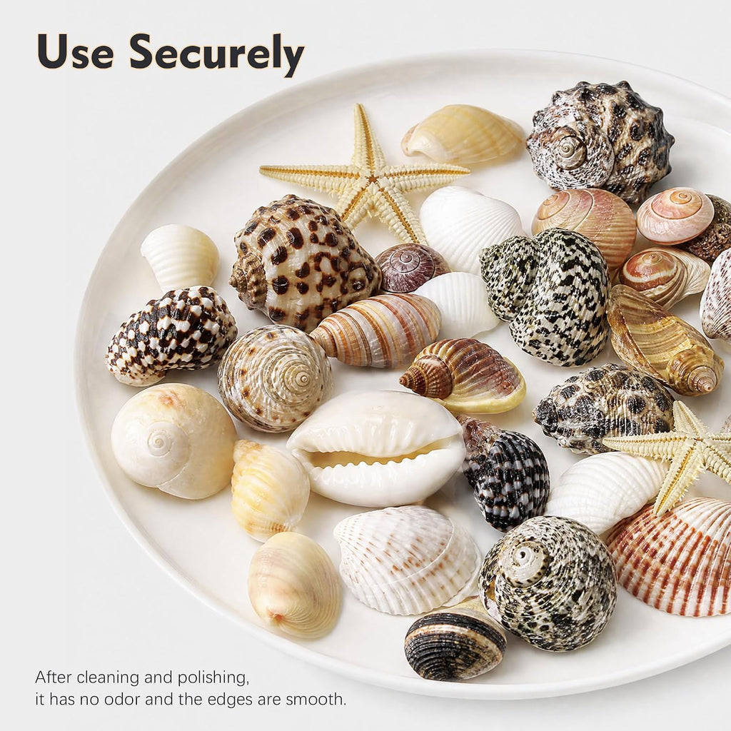 Small Sea Shells 1200Pcs Tiny Seashells Mixed Size Ocean Beach Starfish, Conch Shell for Crafts Vase Filler Fish Tank Beach Theme Party Home Wedding Decor