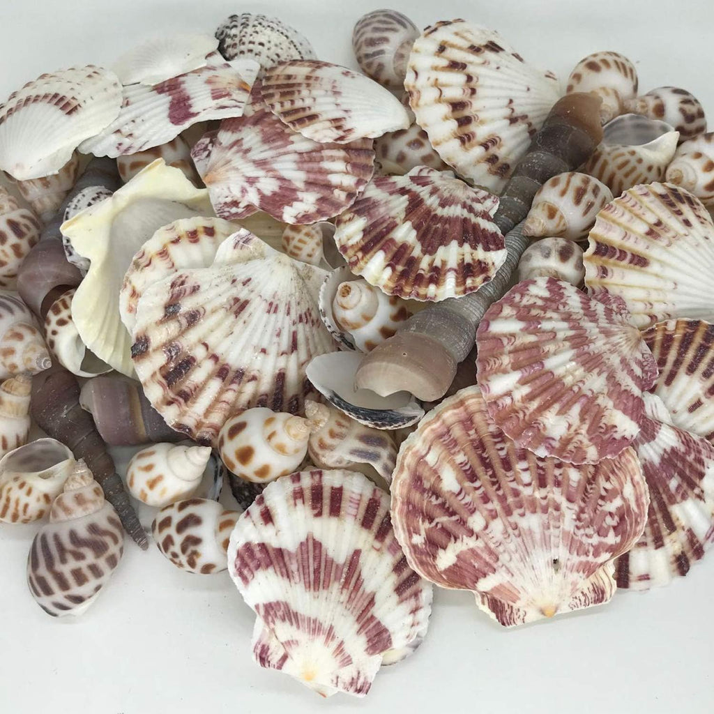 Sea Shells Mixed Beach Seashells Various Maximum Sizes up to 2 Inches Shells Approx. 80 Pieces Seashells