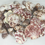 Sea Shells Mixed Beach Seashells Various Maximum Sizes up to 2 Inches Shells Approx. 80 Pieces Seashells