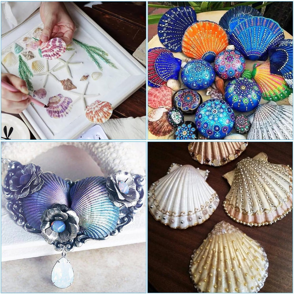 Jangostor 20 PCS Scallop Shells Natural Seashell, 2.3" to 3.5" White Scallop Shells Large Seashells for Crafts Wedding Decor Beach Theme Party, Fish Tank and Vase Filler