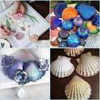 Jangostor 20 PCS Scallop Shells Natural Seashell, 2.3" to 3.5" White Scallop Shells Large Seashells for Crafts Wedding Decor Beach Theme Party, Fish Tank and Vase Filler