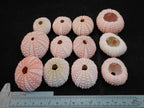 Set of 12 Pink Sea Urchin Seashells Shells for Beach Wedding Craft Nautical Decor Airplants