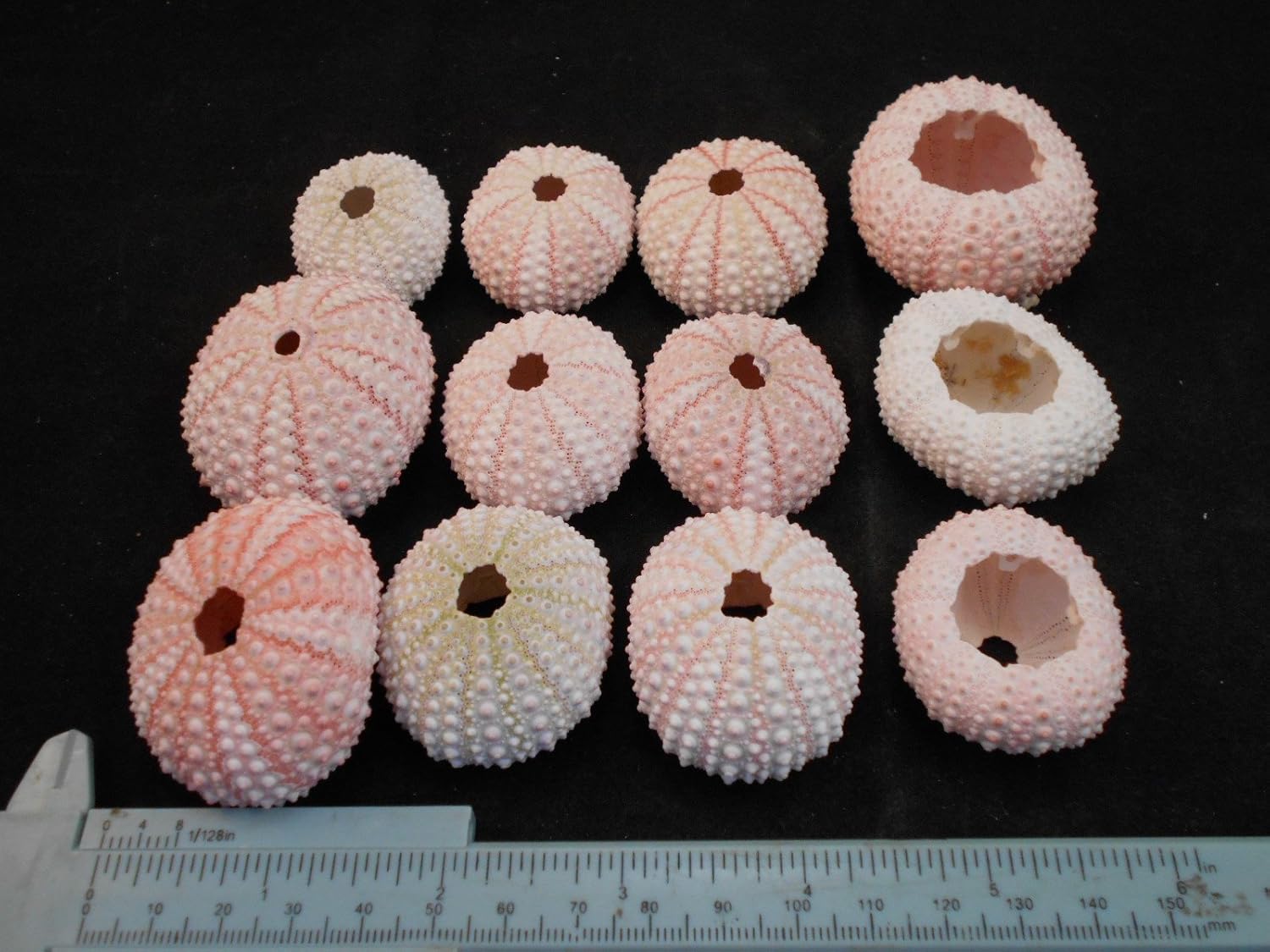 Set of 12 Pink Sea Urchin Seashells Shells for Beach Wedding Craft Nautical Decor Airplants