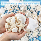 Fangoo 12 Kinds White Natural Beach Seashells Starfish Various Sizes Ocean Conchs Scallops Decorations for Nautical Themed Party DIY Craft Fish Tank Vase Fillers Home Wedding Decorations