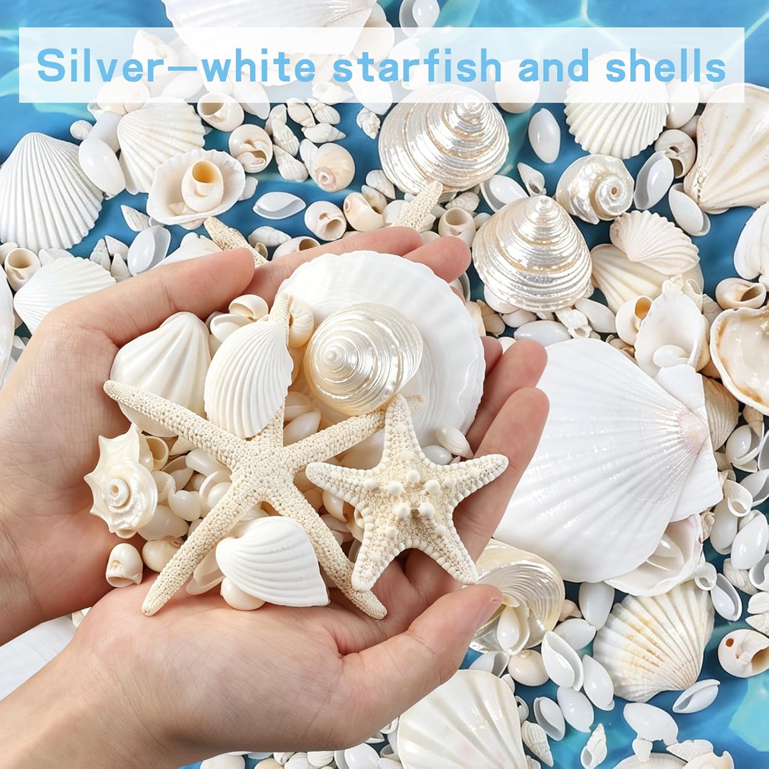 Fangoo 12 Kinds White Natural Beach Seashells Starfish Various Sizes Ocean Conchs Scallops Decorations for Nautical Themed Party DIY Craft Fish Tank Vase Fillers Home Wedding Decorations