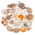 24 PCS Large Sea Shells Mixed Ocean Seashells Starfish Conch Various Sizes Natural Seashells for Fish Tank Beach Themed Party Home Bathroom Wedding Decorations DIY Crafts