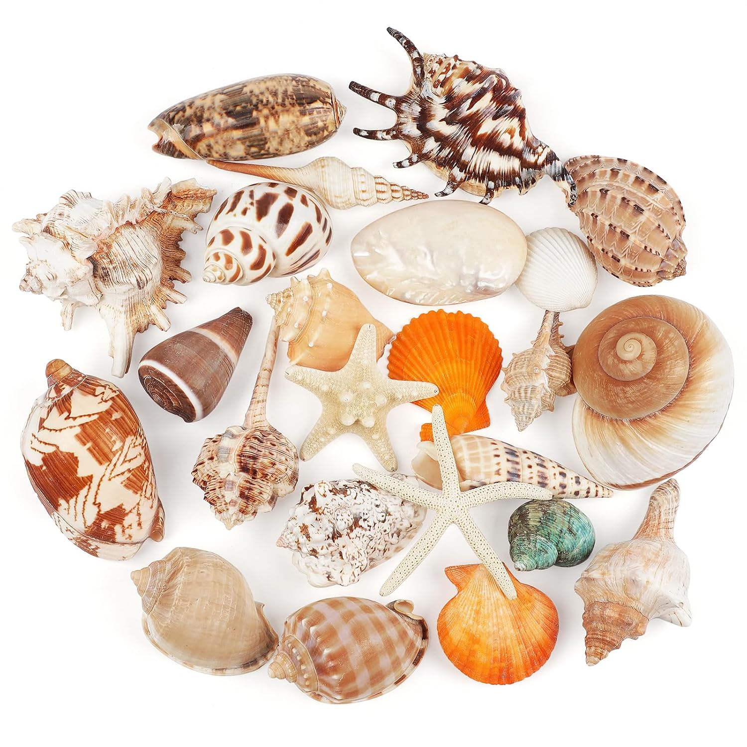 24 PCS Large Sea Shells Mixed Ocean Seashells Starfish Conch Various Sizes Natural Seashells for Fish Tank Beach Themed Party Home Bathroom Wedding Decorations DIY Crafts