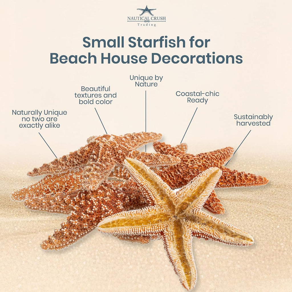 Sugar Starfish | 6 Brown Sugar Starfish 2"-3" | Plus Free Nautical eBook by Joseph Rains