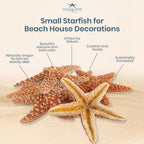 Sugar Starfish | 6 Brown Sugar Starfish 2"-3" | Plus Free Nautical eBook by Joseph Rains