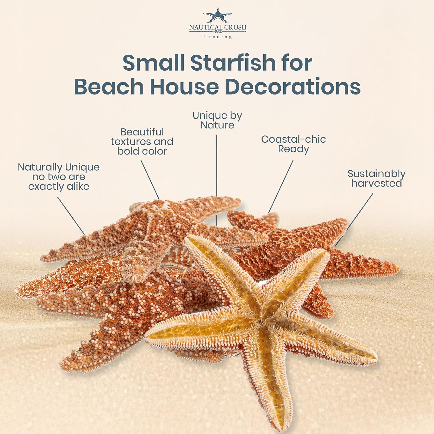 Sugar Starfish | 6 Brown Sugar Starfish 2"-3" | Plus Free Nautical eBook by Joseph Rains