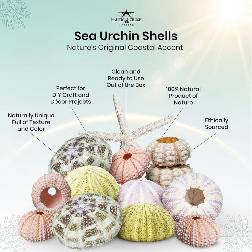 Nautical Crush Trading Sea Urchin Shells -12 Assorted Urchin Shells for Crafts - Bonus White Starfish – Coastal Decorations - Coastal Crafts - Beach House Decor