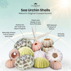 Nautical Crush Trading Sea Urchin Shells -12 Assorted Urchin Shells for Crafts - Bonus White Starfish – Coastal Decorations - Coastal Crafts - Beach House Decor