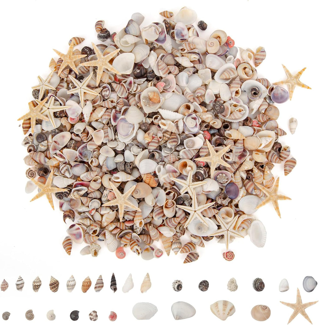 JQAQJU 1000 PCS Mini Sea Shells Small Starfish Mixed, 20 Kinds of Tiny Seashells Bulk for Crafting, Beach Natural Spiral Conch Shells for Crafts DIY Beach Theme Party Candle Decor Wedding Fish Tank