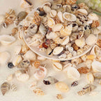 180g Sea Shells Mixed Ocean Beach Seashells Tiny Natural Spiral Seashells for Home Wedding Decorations Fishtank Vase Fillers Candle Making DIY Jewelry Making