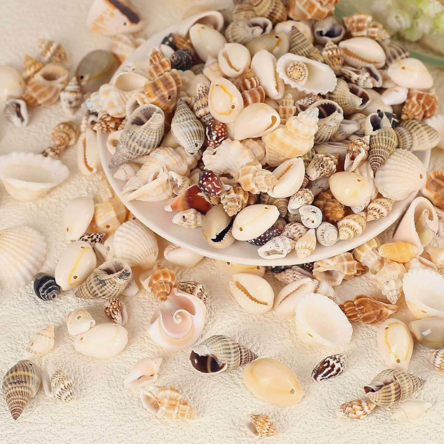 180g Sea Shells Mixed Ocean Beach Seashells Tiny Natural Spiral Seashells for Home Wedding Decorations Fishtank Vase Fillers Candle Making DIY Jewelry Making
